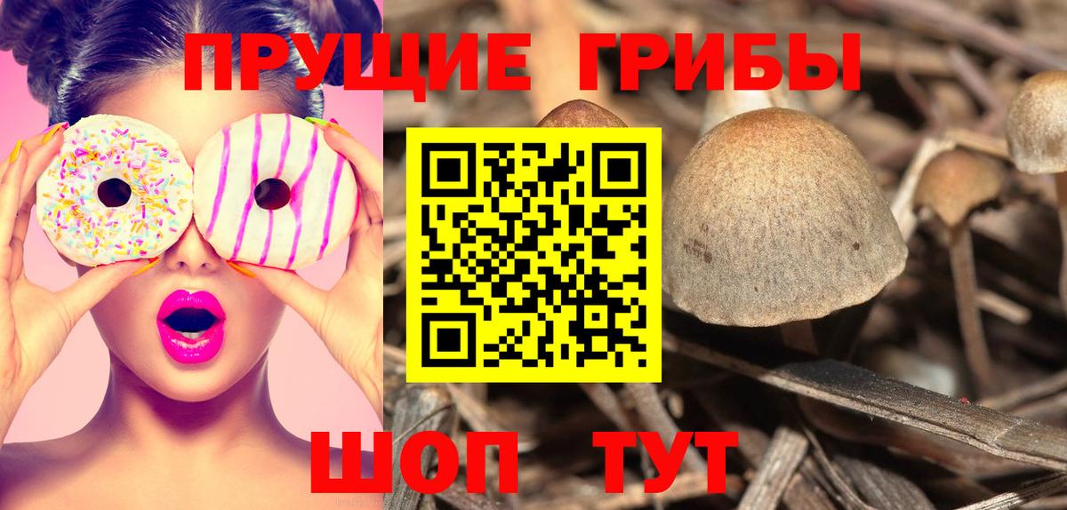 Псилоцибиновые грибы Psilocybine cubensis  Вход с VPN  Михайловка 